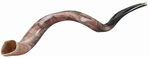 Ultimate Judaica Kosher Shofar Yemenite Horns - Shofar Size Med - 27 inch -31 inch